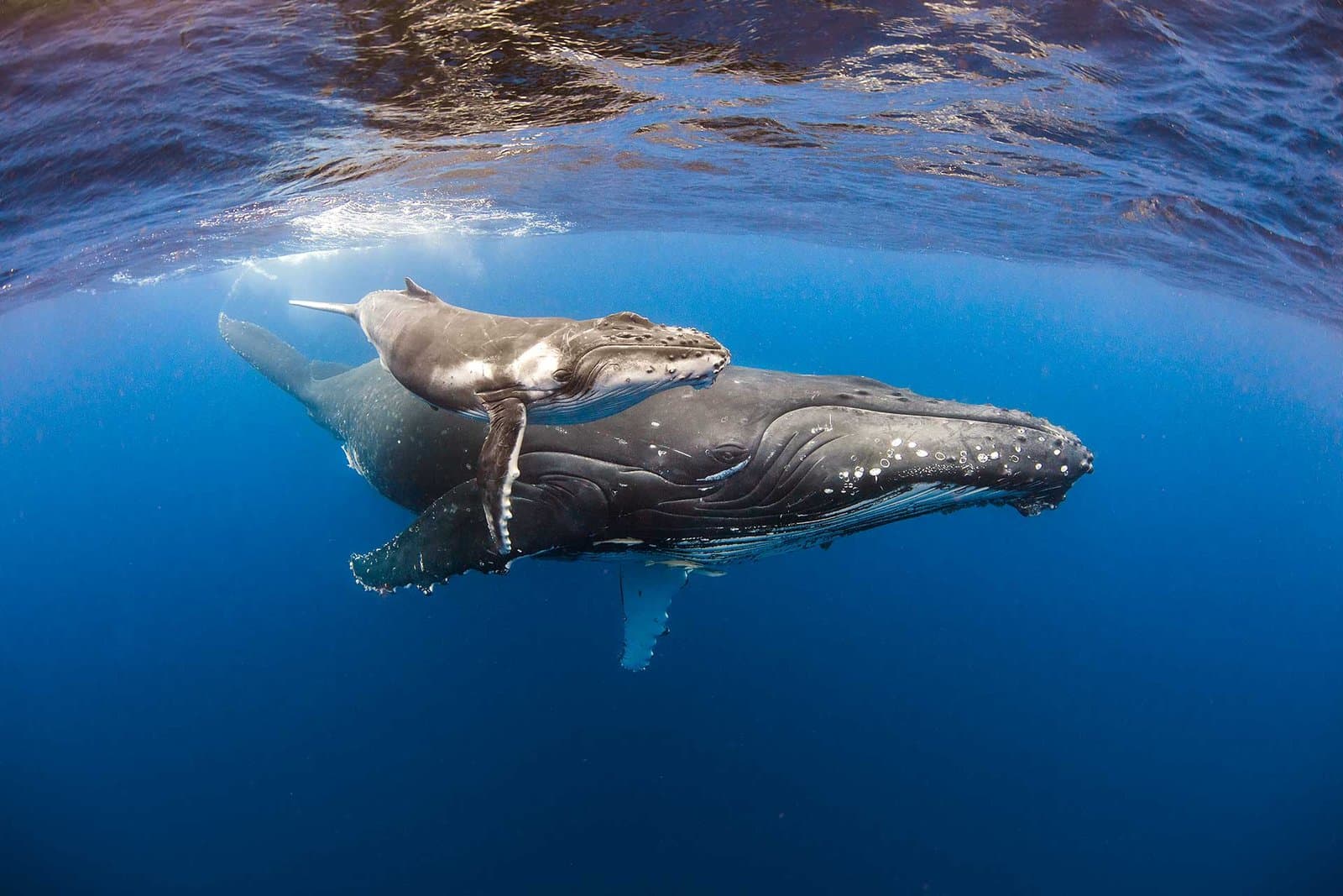 Breathless Encounters with Humpback Whales
